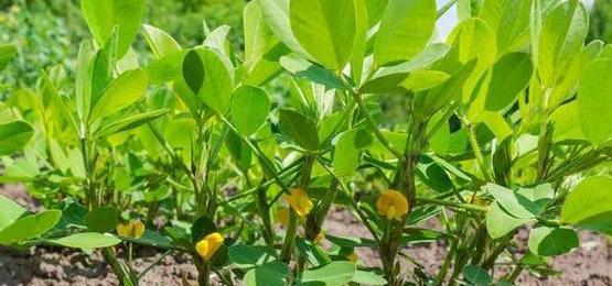 夏花生种植指南（夏季播种时间）