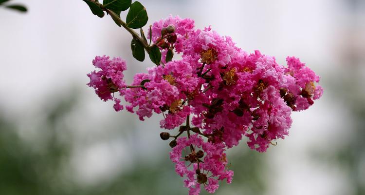 安阳市的市花紫薇花及其象征意义（揭示安阳市花紫薇花的文化内涵与象征意义）