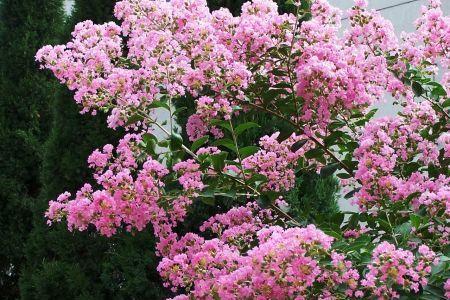 安阳市的市花紫薇花及其象征意义（揭示安阳市花紫薇花的文化内涵与象征意义）