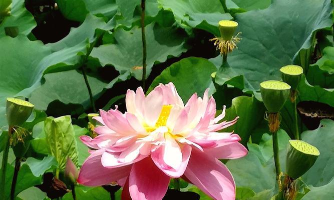 澳门市花莲花的象征意义（探索莲花的文化内涵与澳门的特色之间的关联）