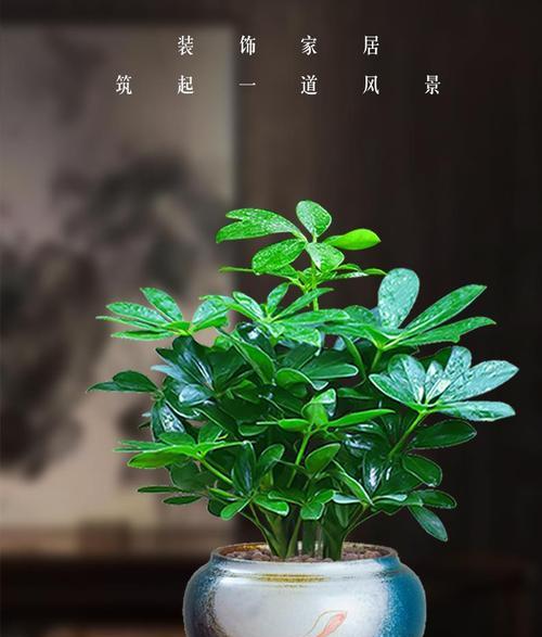 以八方来财树开花，预示着什么意思（八方来财树开花的含义与解读）