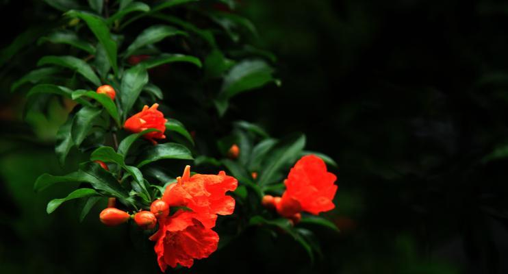 花石榴的花期是什么时候（探究花石榴的开花时间）