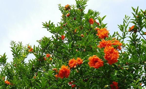 花石榴是一种灌木植物（了解花石榴的特点与用途）