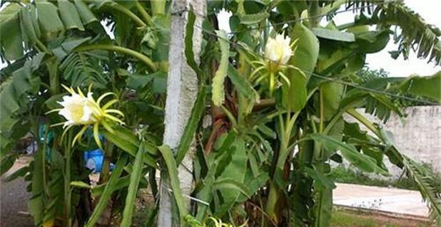 神秘的霸王花——开花时间与寓意（探索神奇植物的奥秘）