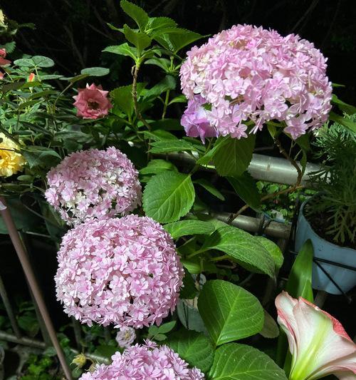 花手鞠的开花频率（探究花手鞠的花期及生长习性）