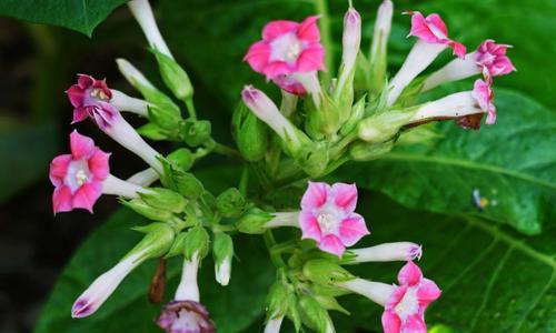 花烟草的花期及生长特点（探究花烟草的生长习性及栽培技巧）