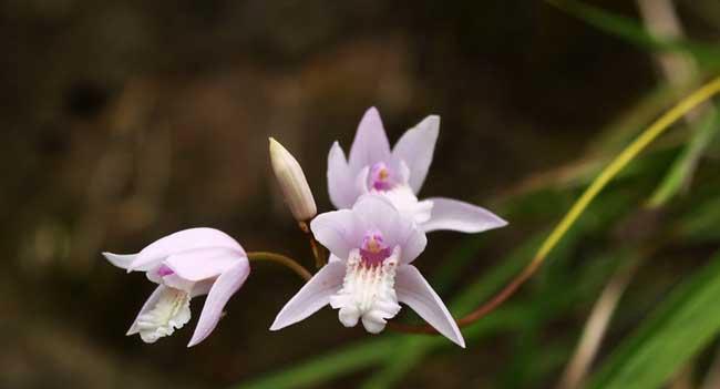 白芨开花花语与寓意（解读白芨的开花时间与花语）