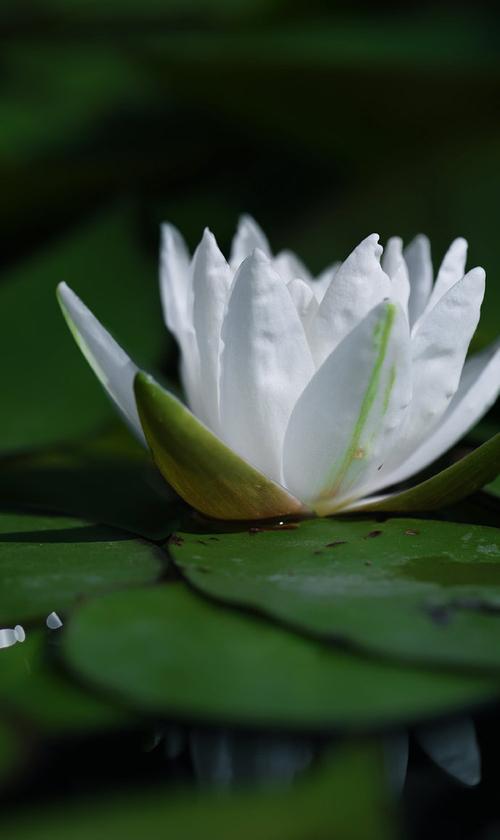 白莲花的象征意义及传承之美（美丽纯洁的白莲花）