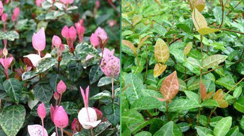 花叶络石喜阳还是喜阴（探究花叶络石的喜阳和喜阴特点）