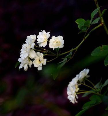 白蔷薇花语探秘（纯洁无暇的白色花朵）