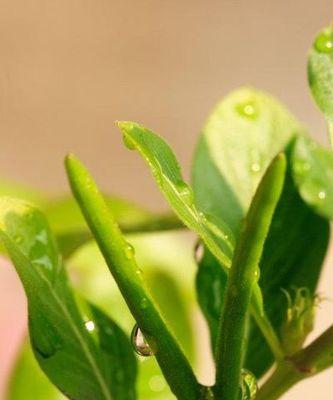 梅花种子的来源之谜（从花朵到种子）