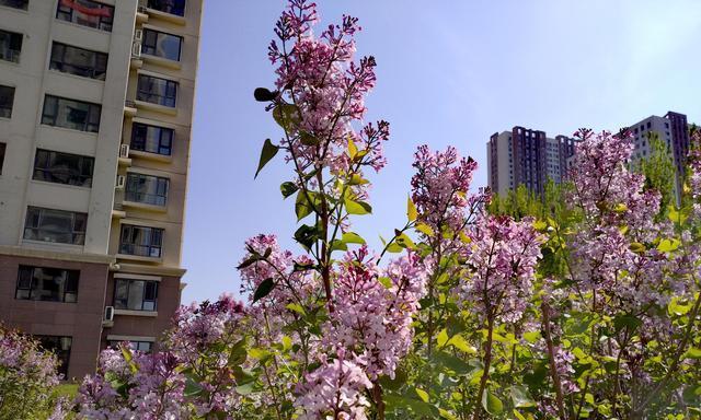 白杨树的神秘开花之旅（白杨树开花的奇迹与象征）