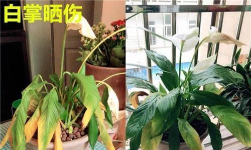 花烛叶子发黄的原因和解决方法（花烛养护指南）