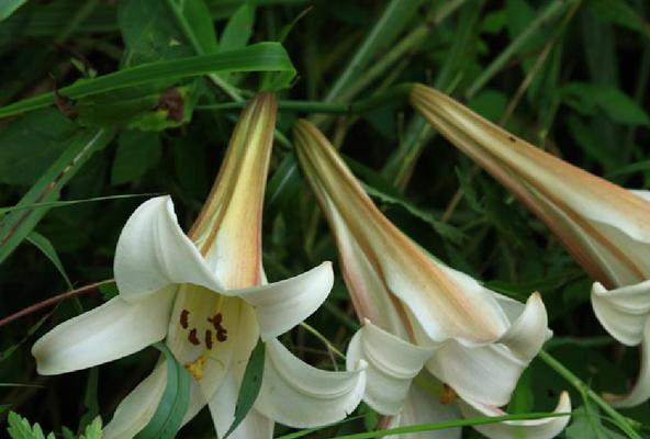 百合花的寓意和象征风水（揭秘百合花的吉祥象征及在风水中的作用）