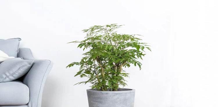 探秘化煞植物（生长在我们身边的神奇植物）