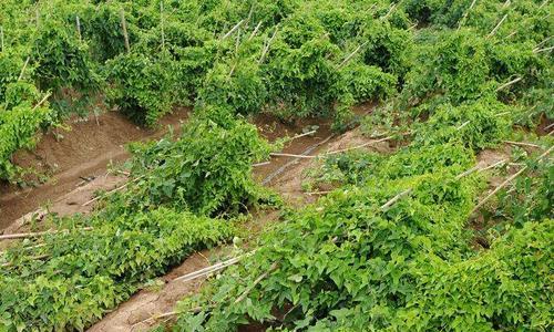 淮山的种植要点（掌握淮山种植的季节、土壤和肥料）