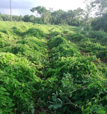 淮山挖掘的最佳时期（挖掘淮山须知的时间和方法）