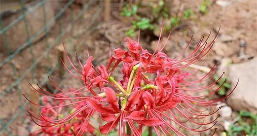 彼岸花的花语与意义（探寻彼岸花背后的情感和象征）