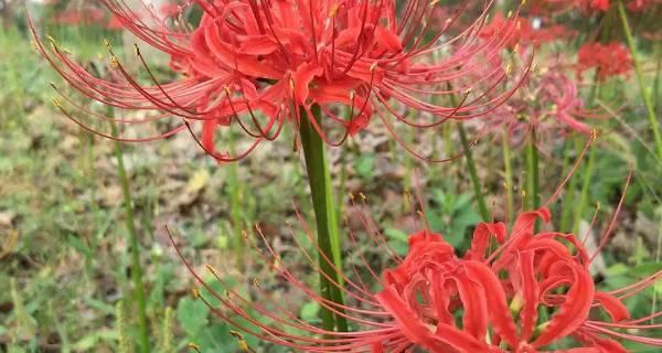 彼岸花的花语与意义（探寻彼岸花背后的情感和象征）