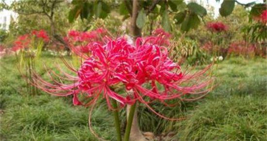 彼岸花的花语之解读彩色花朵的意义（彼岸花各种颜色的象征和表达方式）