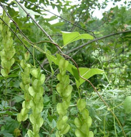 淮山种子的营养价值和食用方法（探究淮山种子的健康功效和美食烹饪）