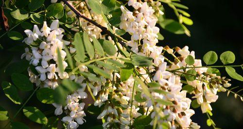 了解槐花开花结果时间及生长特点（春夏之交）