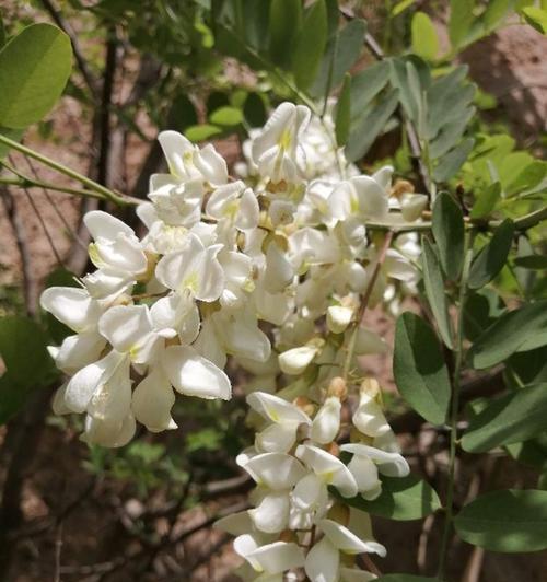 槐花树种植指南（了解如何在院子里种植槐花树）