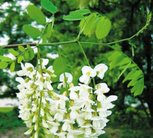 槐花树开花季节及详细介绍（了解槐花树的开花季节）