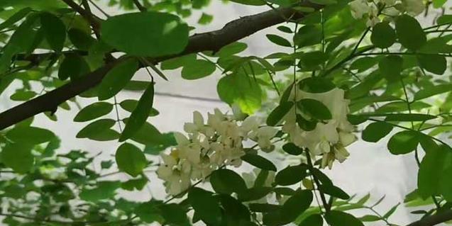 槐树花（槐树花的食用方法）