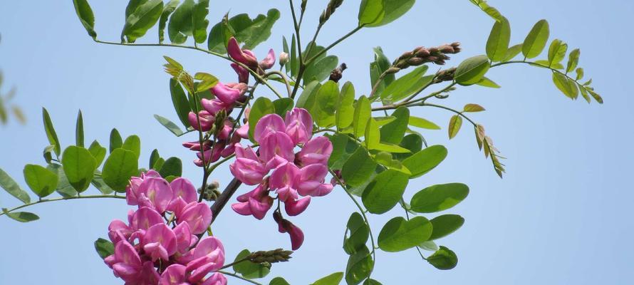 槐树花的多彩花海（探寻槐树花的五彩斑斓）