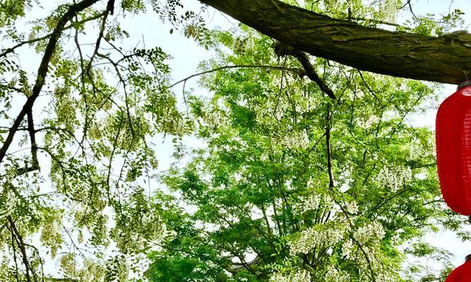 国槐树开花的奇妙过程（从开花样子到生长习性）