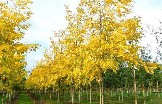 槐树是被子植物吗？——从科学角度探究槐树的分类