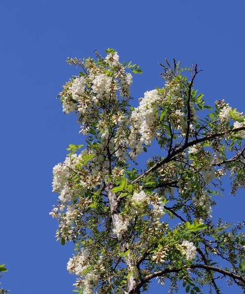 槐树开花时间解析（探究槐树开花规律及生长特点）