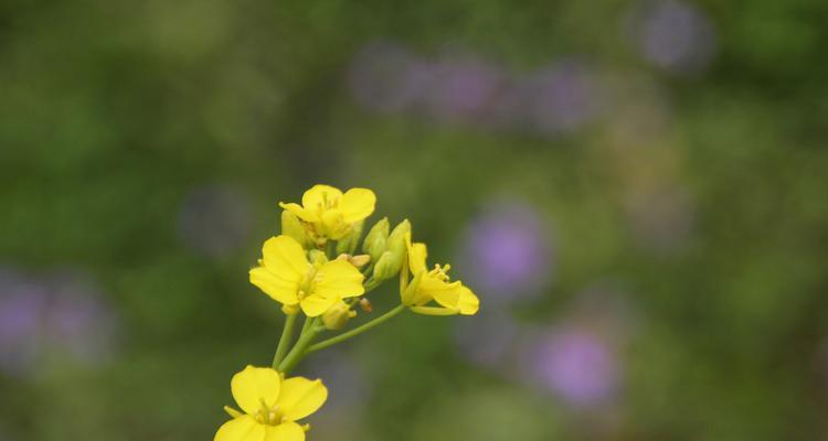 孤独的花（探寻孤独的花的心灵之旅）