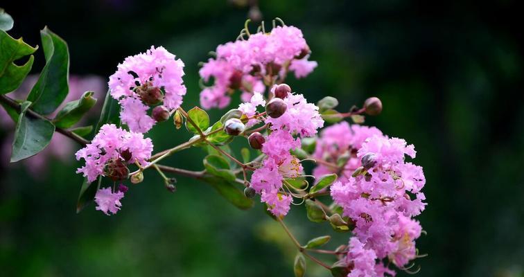 和平花语（和平的花）