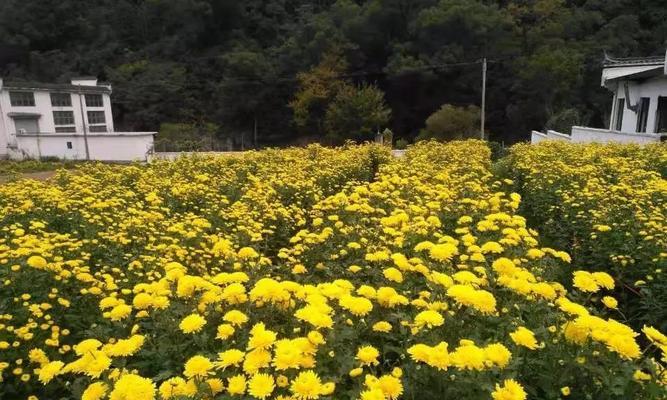 皇菊开花时间及数量分析（皇菊的花期与开花周期探究）