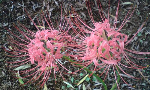 花开坚强青春永驻（盛放坚毅从容面对生活）