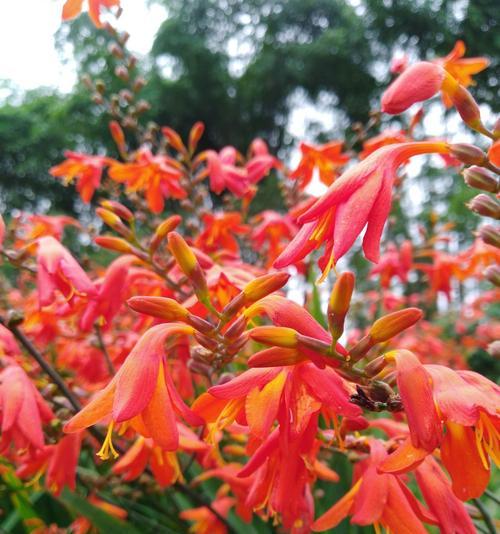 坚韧不拔的花（探索花的顽强生命力）