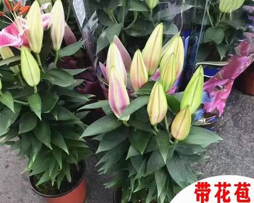 黄百合花的意义（揭秘花语与文化底蕴）