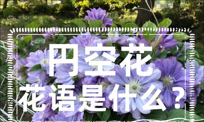 花开请求原谅，化解心结（以花言莫负的方式）