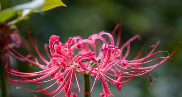 失望的花（揭开失望花语的面纱）