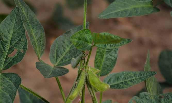 黄豆——一种营养丰富的植物种子（种植）