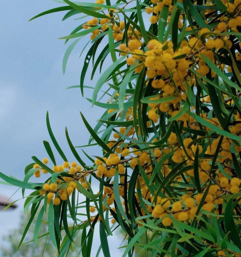 相思之花-传递思念的花语（以相思的花为媒）