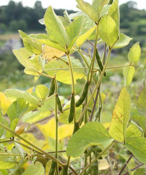 黄豆种植的土壤选择（选对土壤才能高产丰收）