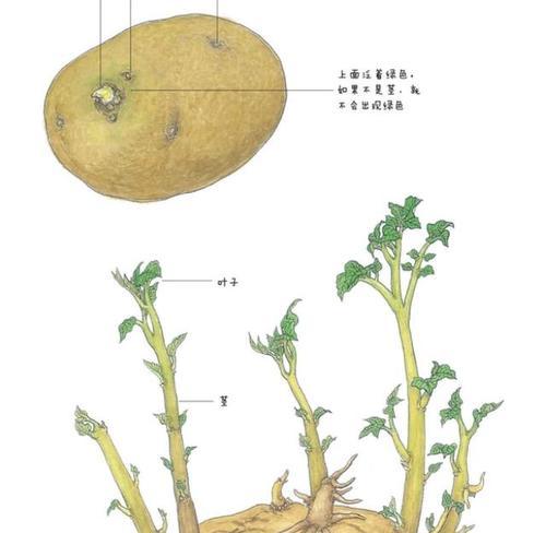 黄豆是喜阳还是喜阴植物（从生长条件）