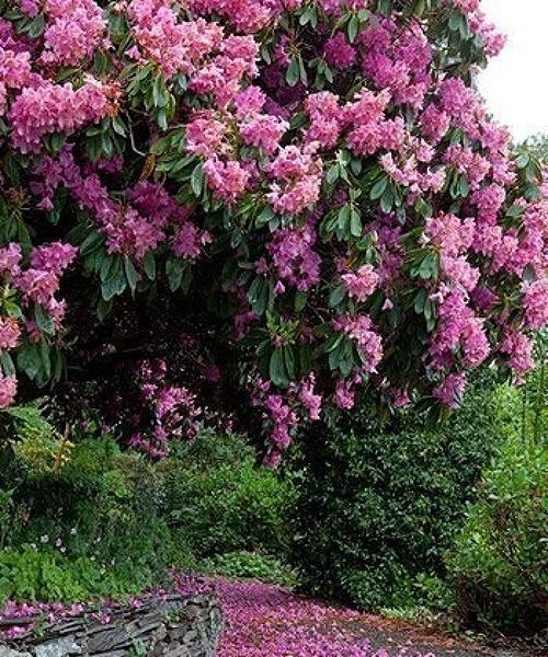 花语中的重逢之花（重逢的花语及其象征意义）