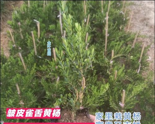 如何正确配土种植雀舌黄杨（教你轻松打造雀舌黄杨浓郁绿意）