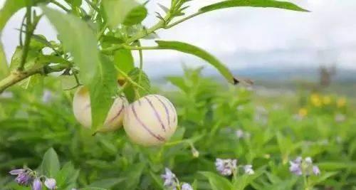 人参果树的花期与果实（探究人参果树的生长过程及开花结果时间）