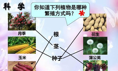 人参果的种植与生长周期（掌握人参果生长技巧）