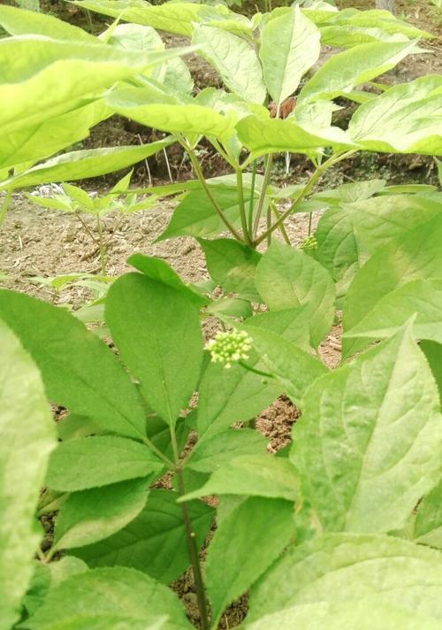 人参开花了吗（探寻人参开花的奥秘）